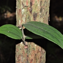 Rhodamnia rubescens (Scrub Turpentine, Brown Malletwood) at Barrengarry, NSW - 8 Sep 2020 by plants