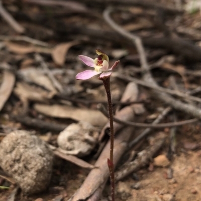 Caladenia fuscata (Dusky Fingers) at Forde, ACT - 8 Sep 2020 by JasonC