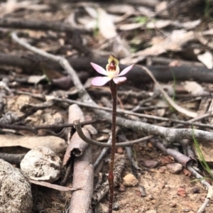 Caladenia fuscata at Forde, ACT - suppressed