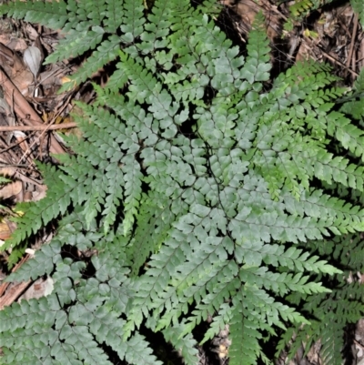 Adiantum formosum (Black Stem, Black-stem Maidenhair) at Barrengarry, NSW - 7 Sep 2020 by plants
