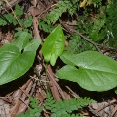 Typhonium eliosurum at Barrengarry, NSW - 8 Sep 2020 by plants