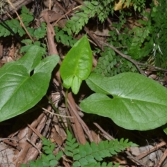 Typhonium eliosurum at Barrengarry Nature Reserve - 7 Sep 2020 by plants