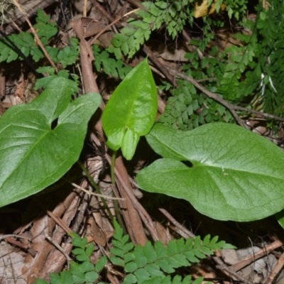 Typhonium eliosurum at Barrengarry Nature Reserve - 7 Sep 2020 by plants