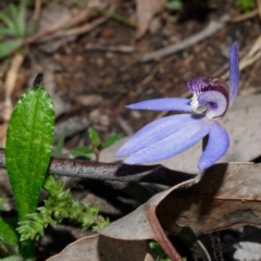 Cyanicula caerulea (Blue Fingers, Blue Fairies) at Stromlo, ACT - 3 Sep 2020 by DPRees125