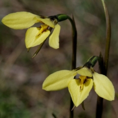 Diuris chryseopsis (Golden Moth) at Mullion, NSW - 5 Sep 2020 by DPRees125