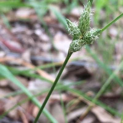 Carex inversa (Knob Sedge) at Kenny, ACT - 8 Sep 2020 by JaneR