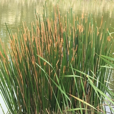 Eleocharis sphacelata (Tall Spike-rush) at Kenny, ACT - 8 Sep 2020 by JaneR