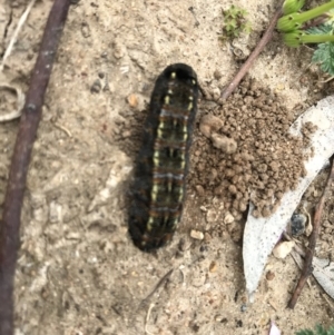 Apina callisto at Acton, ACT - 8 Sep 2020