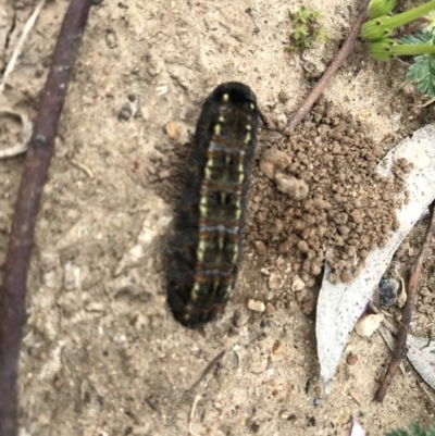 Apina callisto (Pasture Day Moth) at Mount Ainslie to Black Mountain - 8 Sep 2020 by TimYiu