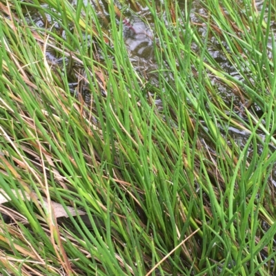 Juncus articulatus (A Rush) at Kenny, ACT - 8 Sep 2020 by JaneR