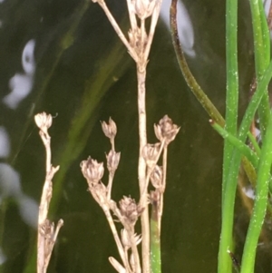 Juncus articulatus at Kenny, ACT - 8 Sep 2020