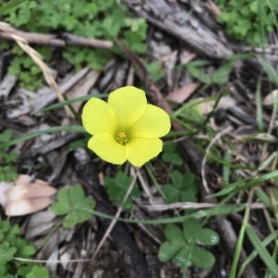 Oxalis sp. (Wood Sorrel) at Mount Ainslie to Black Mountain - 8 Sep 2020 by TimYiu