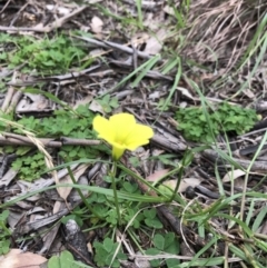 Oxalis sp. at Acton, ACT - 8 Sep 2020