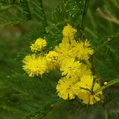 Acacia decurrens (Green Wattle) at Hackett, ACT - 8 Sep 2020 by trevorpreston