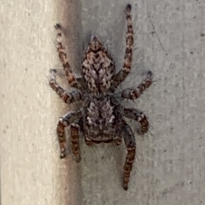 Servaea sp. (genus) (Unidentified Servaea jumping spider) at Black Range, NSW - 8 Sep 2020 by Steph H