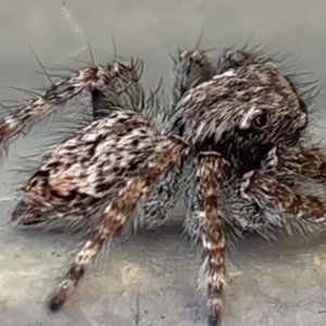 Servaea sp. (genus) at Black Range, NSW - 8 Sep 2020