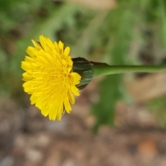 Hypochaeris radicata (Cat's Ear, Flatweed) at Hackett, ACT - 8 Sep 2020 by trevorpreston