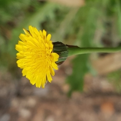 Hypochaeris radicata (Cat's Ear, Flatweed) at Mount Ainslie - 8 Sep 2020 by trevorpreston