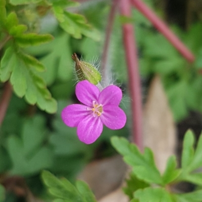 Geranium robertianum (Herb Robert) at Hackett, ACT - 8 Sep 2020 by trevorpreston