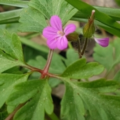 Geranium robertianum at Hackett, ACT - 8 Sep 2020