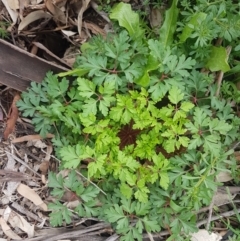 Geranium robertianum at Hackett, ACT - 8 Sep 2020