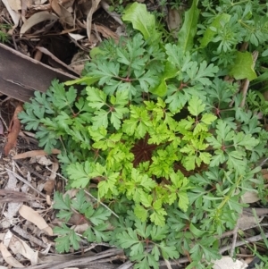 Geranium robertianum at Hackett, ACT - 8 Sep 2020