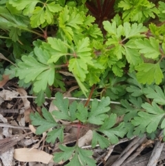 Geranium robertianum at Hackett, ACT - 8 Sep 2020