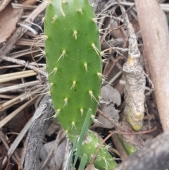 Opuntia sp. (Prickly Pear) at Mount Ainslie - 8 Sep 2020 by trevorpreston