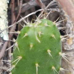 Opuntia sp. at Hackett, ACT - 8 Sep 2020