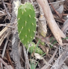 Opuntia sp. at Hackett, ACT - 8 Sep 2020