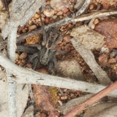 Tasmanicosa sp. (genus) (Unidentified Tasmanicosa wolf spider) at Hackett, ACT - 8 Sep 2020 by tpreston