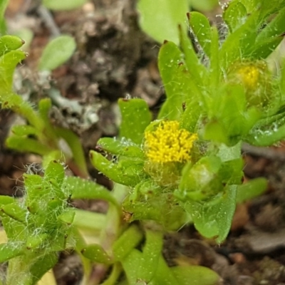 Triptilodiscus pygmaeus (Annual Daisy) at Mount Ainslie - 8 Sep 2020 by trevorpreston