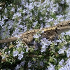 Amphibolurus muricatus at Black Range, NSW - 8 Sep 2020