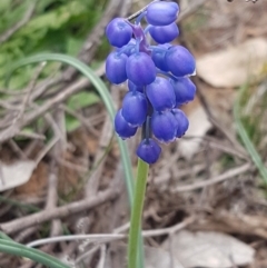 Muscari armeniacum (Grape Hyacinth) at Hackett, ACT - 8 Sep 2020 by tpreston