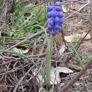 Muscari armeniacum at Hackett, ACT - 8 Sep 2020