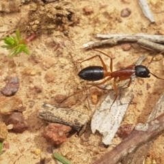 Camponotus consobrinus (Banded sugar ant) at Hackett, ACT - 8 Sep 2020 by trevorpreston