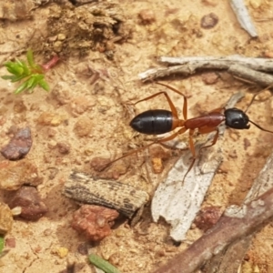 Camponotus consobrinus at Hackett, ACT - 8 Sep 2020