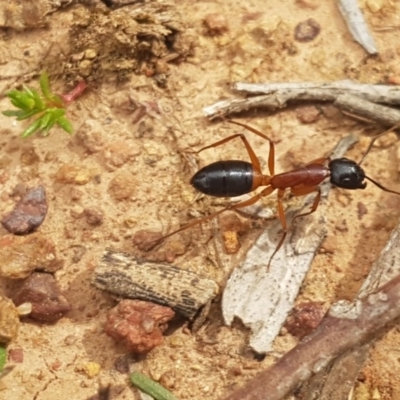 Camponotus consobrinus (Banded sugar ant) at Mount Ainslie - 8 Sep 2020 by trevorpreston
