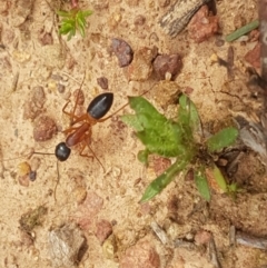 Camponotus consobrinus at Hackett, ACT - 8 Sep 2020 12:35 PM