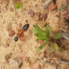 Camponotus consobrinus at Hackett, ACT - 8 Sep 2020