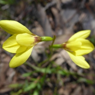 Diuris chryseopsis (Golden Moth) at Kaleen, ACT - 7 Sep 2020 by Dibble