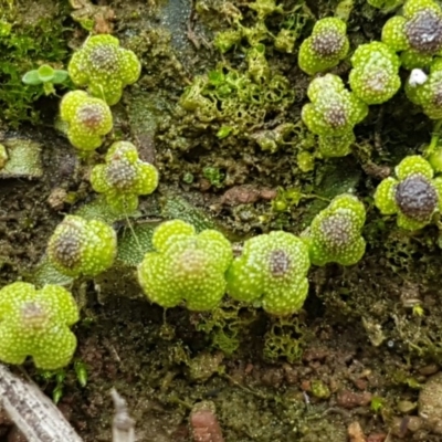 Asterella drummondii (A thallose liverwort) at Hackett, ACT - 8 Sep 2020 by trevorpreston