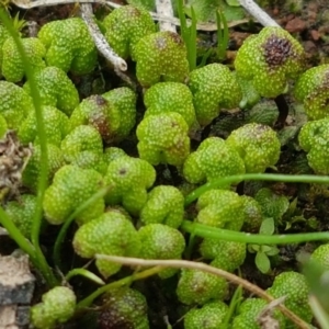 Asterella drummondii at Hackett, ACT - 8 Sep 2020