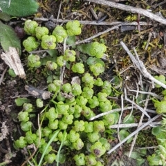 Asterella drummondii at Hackett, ACT - 8 Sep 2020