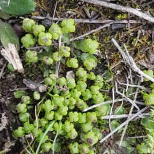 Asterella drummondii at Hackett, ACT - 8 Sep 2020