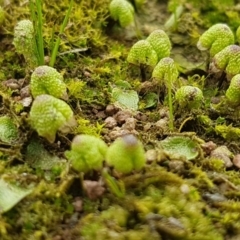 Asterella drummondii at Hackett, ACT - 8 Sep 2020