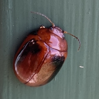 Paropsisterna liturata (Leaf beetle) at Black Range, NSW - 8 Sep 2020 by Steph H