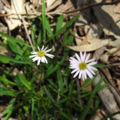 Brachyscome sp. (Cut-leaf Daisy) at Woodlands, NSW - 29 Aug 2020 by GlossyGal