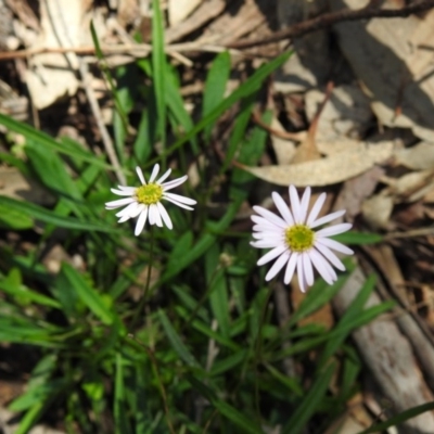 Brachyscome sp. (Cut-leaf Daisy) at Woodlands, NSW - 29 Aug 2020 by GlossyGal