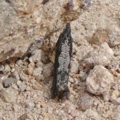 Strepsicrates infensa (an Olethreutine moth) at Theodore, ACT - 8 Sep 2020 by owenh